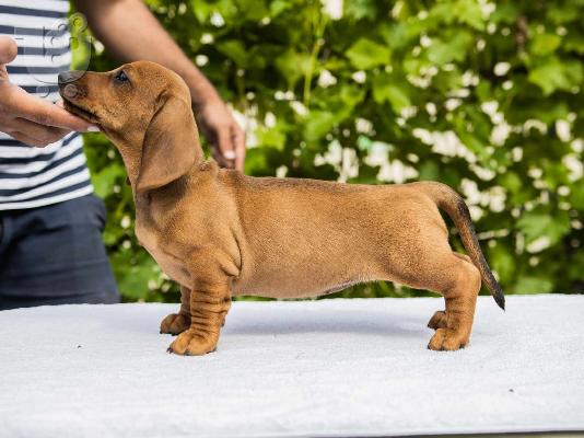 PoulaTo: Standard Dachshund κουτάβια