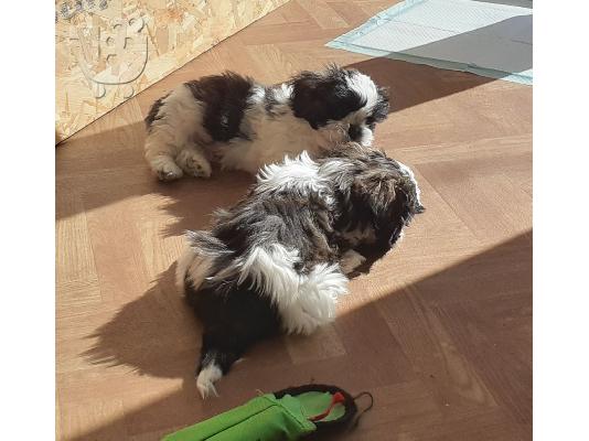 PoulaTo: Χαριτωμένα κουτάβια Shih Tzu