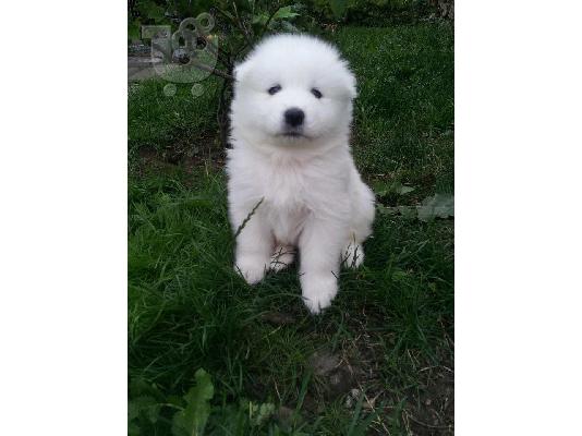 Samoyed Puppies προς πώληση στο Μπέλφαστ
