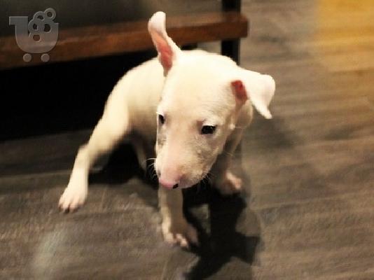PoulaTo: Bull Terrier