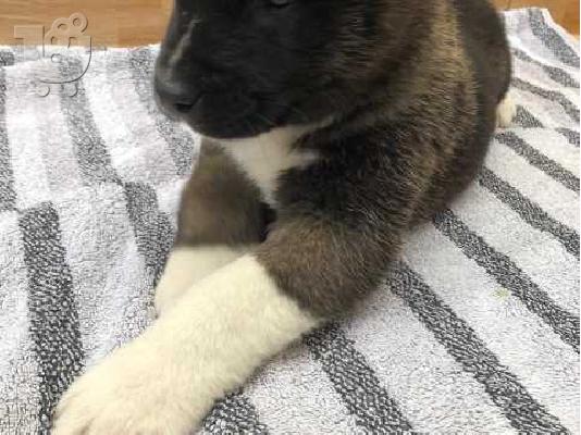 PoulaTo: ΚΑΤΑΠΛΗΚΤΙΚΑ ΥΠΗΡΕΣΙΑ ΑΚΙΤΑ PUPPIES SVSILABLE