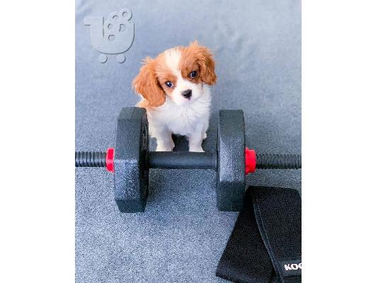 PoulaTo: Διατίθενται κουτάβια Cavalier King Charles Spaniel