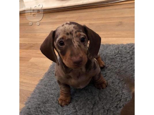 Dachshund