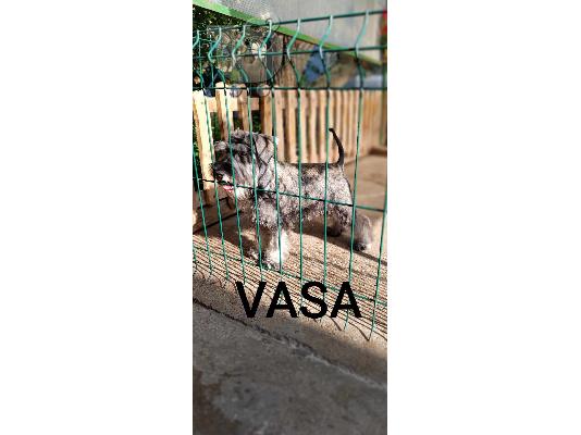 Μινιατούρα Schnauzer κουτάβια