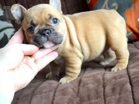 PoulaTo: γαλλικά κουτάβια μπουλντόγκ  /  French bulldog fawn