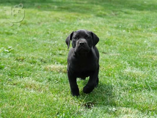 Νοτιοαφρικανικό Μαστίφ Boerboel κουτάβια