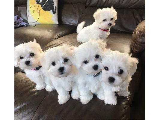 PoulaTo: Γεια σας, εδώ έχουμε 2 υπέροχα κουτάβια Pomeranian, 1