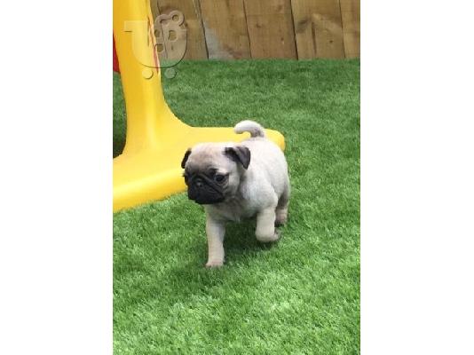 Pug κουτάβια διαθέσιμα