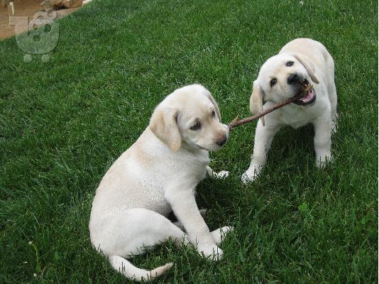 PoulaTo: Κουτάβια Λαμπραντόρ/ Labrador puppies