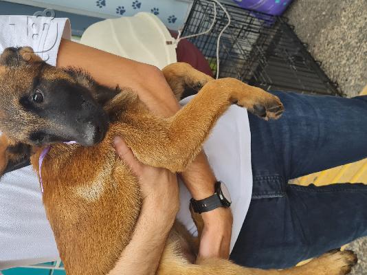PoulaTo: Malinois – Μαλινουά