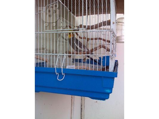 ΠΩΛΕΙΤΑΙ ΠΑΠΑΓΑΛΟΣ COCKATIEL