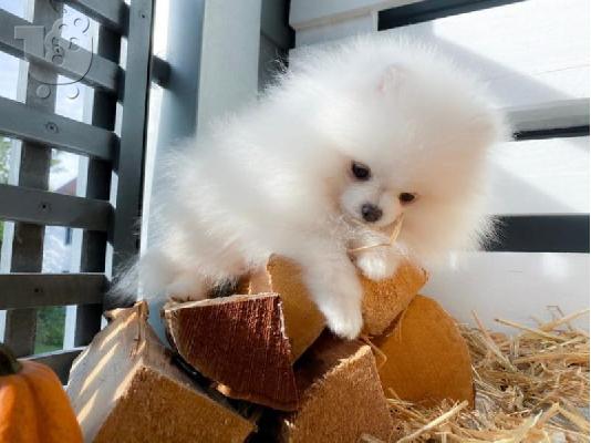 PoulaTo: Πολύτιμα και χαριτωμένα κουτάβια Pomeranian