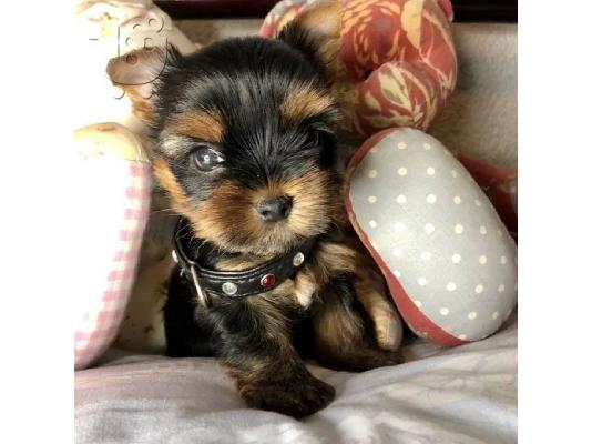Μικρή Yorkie