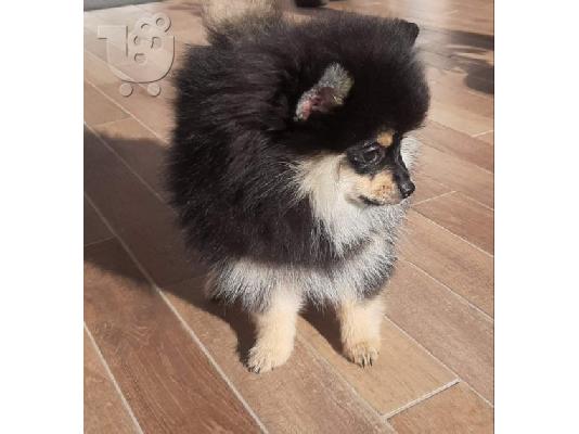 PoulaTo: Beautiful Pomeranian Puppies