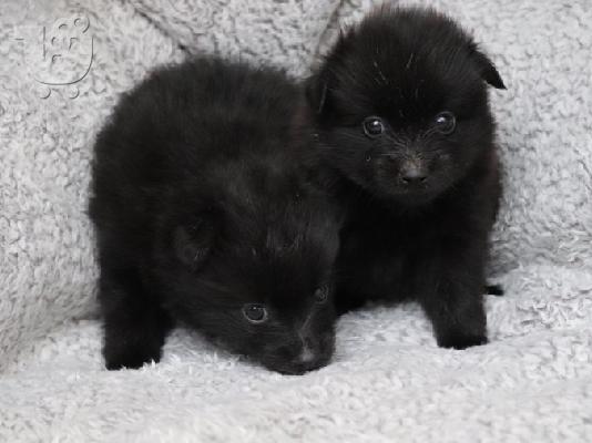 POMERANIAN