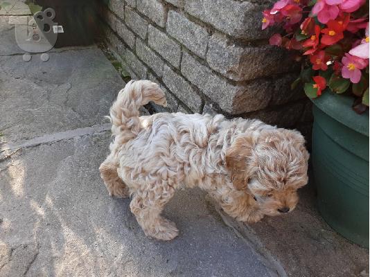 PoulaTo: F2 Cockapoo κουτάβια προς πώληση στο Loving Forever Home