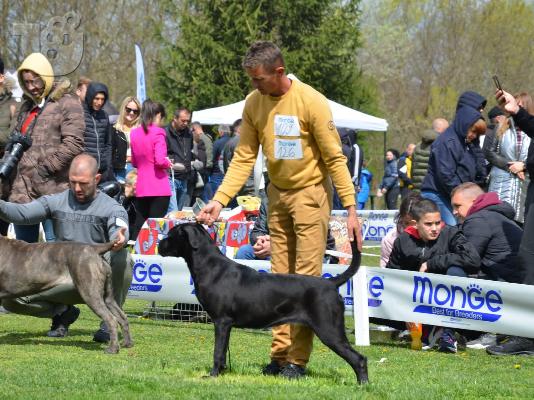 Cane Corso κουτάβια