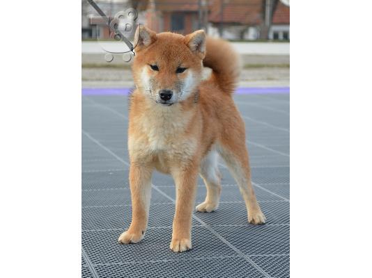 Shiba Inu κουτάβια