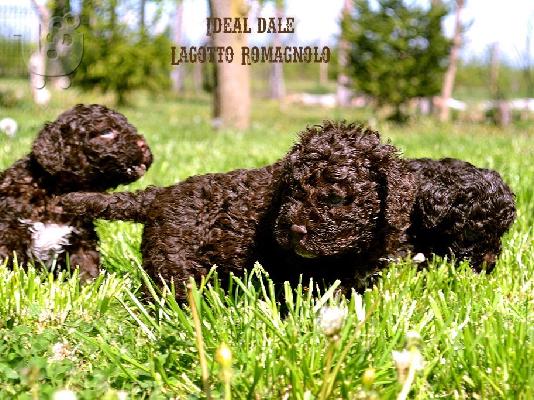 PoulaTo: Lagotto Romagnolo κουτάβια