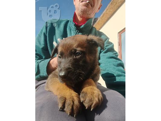 Κουτάβια Βελγικού Ποιμενικού Malinois