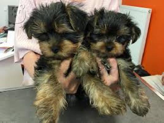 PoulaTo: Yorkshire terrier κουτάβια
