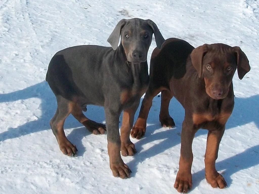 PoulaTo: Doberman - Ντόμπερμαν