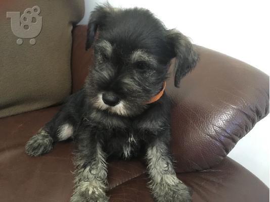 PoulaTo: Schnauzer mini - Σνάουτσερ μινι