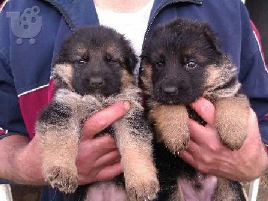 German Shepherd Καθαροαιμα κουτάβια ευκαιρία ΚΡΗΤΗ 6988190151...