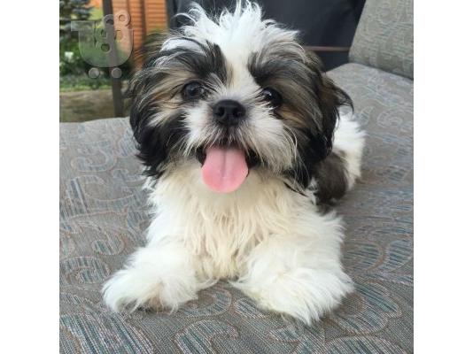 PoulaTo: αγαπώντας Shih tzu έτοιμο για υιοθέτηση.
