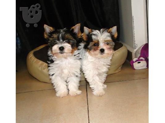 PoulaTo: Χαριτωμένο καθαρόαιμο κουτάβι biewer yorkshire terrier
