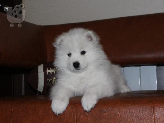 Πώληση κουτάβια Samoyed.