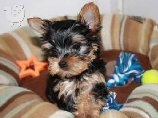 PoulaTo: Έχουμε δύο κουτάβια Yorkie