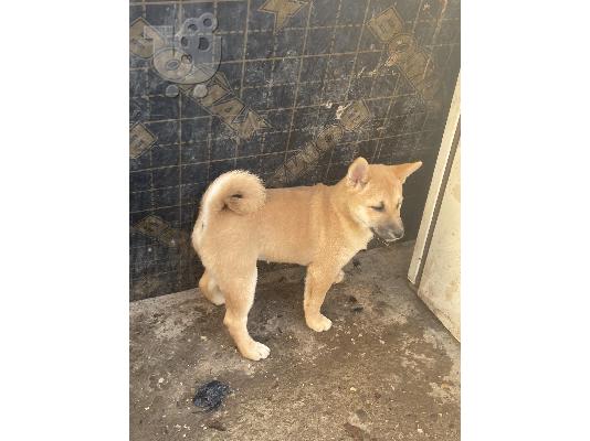 Shiba inu κουτάβια