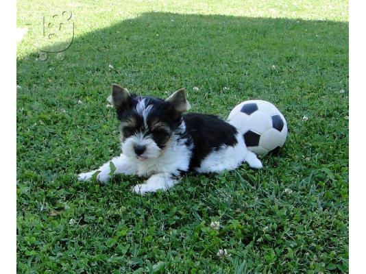 PoulaTo: Χαριτωμένο καθαρόαιμο κουτάβι biewer yorkshire terrier