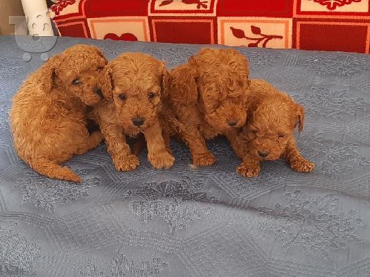 PoulaTo: Poodle apricot toy - Κανίς βερυκοκί τόι