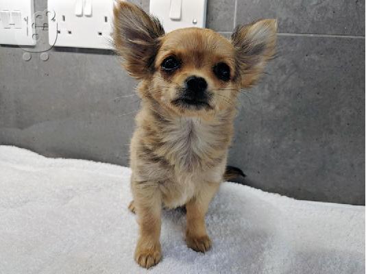 Chihuahua σκυλιά και κουτάβια προς πώληση