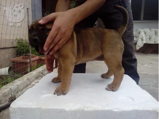 Presa Canario