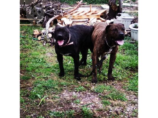 Puppies presa canario