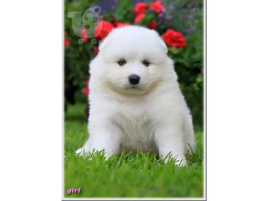 PoulaTo: samoyed κουτάβια