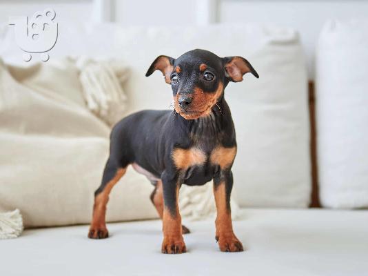 PoulaTo: Pinscher mini