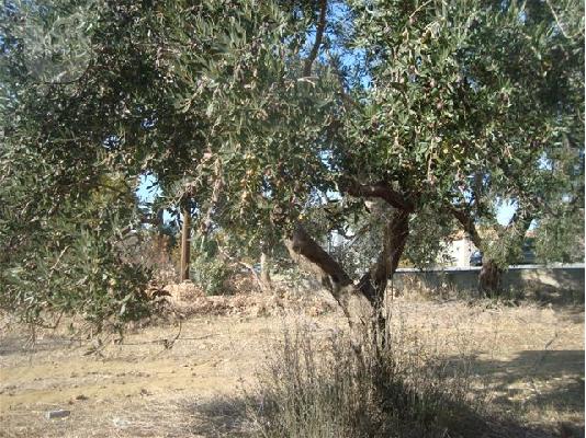 Πωλείται  οικόπεδο  στην Ερεσό