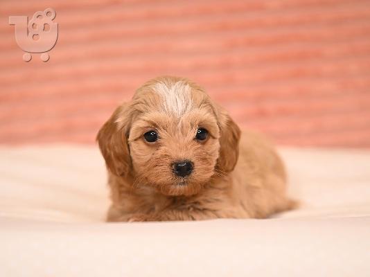 Havanese Bichon κουτάβια