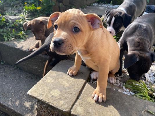 PoulaTo: Pitbull
