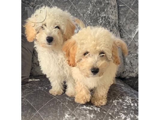 PoulaTo: Γλυκά κουτάβια Poodle προς πώληση