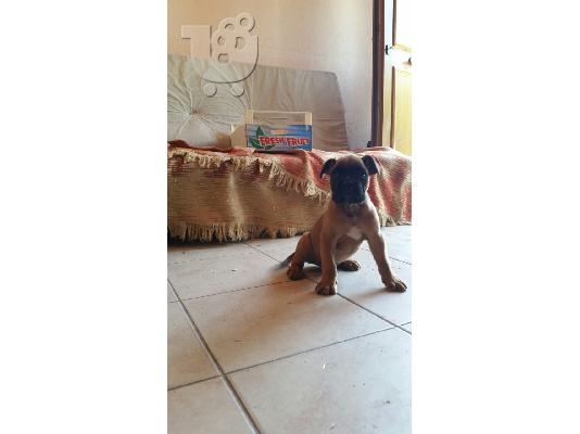 PoulaTo: μποξερ boxer