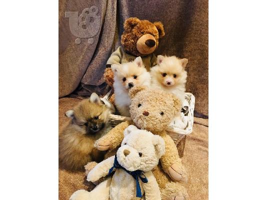 Πλήρης γενεαλογικά Pemeranian Puppies