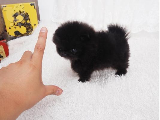 PoulaTo: Ανήσυχο γενεαλογικό Pomeranian Puppy έτοιμο για υιοθεσία!