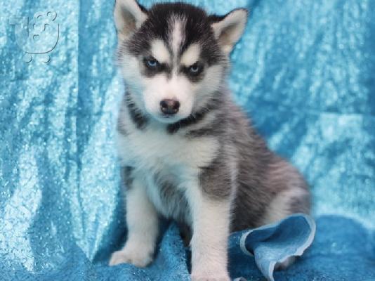 PoulaTo: Ανυπόμονος γενεαλογικού husky Puppy έτοιμο για υιοθεσία!