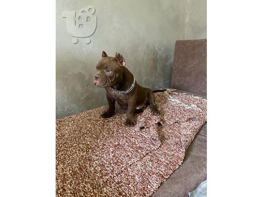 American Bully Exotic Micro κουτάβια