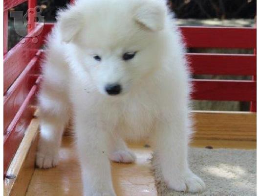 6 όμορφα υγιή Samoyed κουτάβια